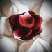 Bijoux Indiscrets - illatos rózsaszirmok (100 db) - piros kép