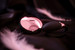 LELO Tiani 3 - Amber Rose - szilikon párvibrátor (fekete) kép